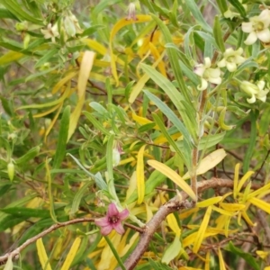 Billardiera scandens at Hawker, ACT - 18 Dec 2022