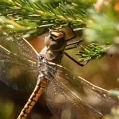 Anax papuensis (Australian Emperor) at Wingecarribee Local Government Area - 15 Dec 2022 by Curiosity