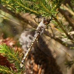 Anax papuensis at Braemar, NSW - 15 Dec 2022 09:46 AM