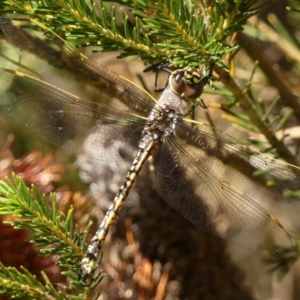 Anax papuensis at Braemar, NSW - 15 Dec 2022 09:46 AM