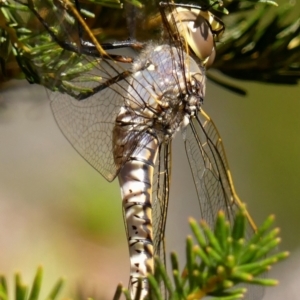 Anax papuensis at Braemar, NSW - 15 Dec 2022 09:46 AM
