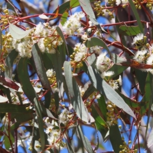 Eucalyptus rossii at Kambah, ACT - 18 Dec 2022