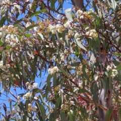 Eucalyptus rossii at Kambah, ACT - 18 Dec 2022