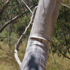 Eucalyptus rossii at Mount Taylor - 18 Dec 2022