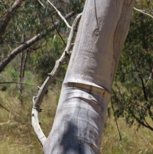 Eucalyptus rossii at Mount Taylor - 18 Dec 2022 01:30 PM