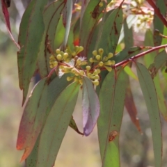 Eucalyptus rossii at Mount Taylor - 18 Dec 2022