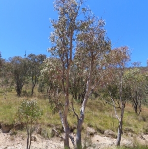 Eucalyptus rossii at Mount Taylor - 18 Dec 2022 01:30 PM