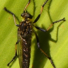 Unidentified Robber fly (Asilidae) at Braemar, NSW - 14 Dec 2022 by Curiosity