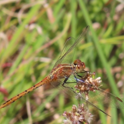 Diplacodes bipunctata (Wandering Percher) at Kambah, ACT - 18 Dec 2022 by MatthewFrawley