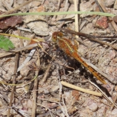 Diplacodes bipunctata at Kambah, ACT - 18 Dec 2022