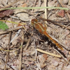 Diplacodes bipunctata at Kambah, ACT - 18 Dec 2022