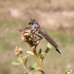 Cerdistus sp. (genus) at Kambah, ACT - 18 Dec 2022