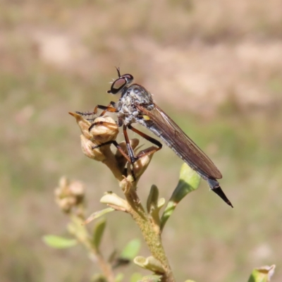 Cerdistus sp. (genus) (Yellow Slender Robber Fly) at Kambah, ACT - 18 Dec 2022 by MatthewFrawley