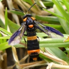 Pterygophorus cinctus (Bottlebrush sawfly) at Braemar, NSW - 16 Dec 2022 by Curiosity