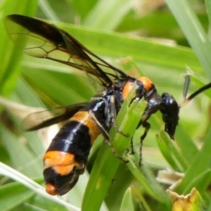 Pterygophorus cinctus at Braemar, NSW - 16 Dec 2022