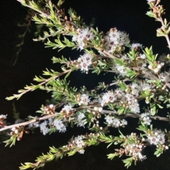 Kunzea ericoides (Burgan) at Wamboin, NSW - 19 Dec 2022 by Komidar