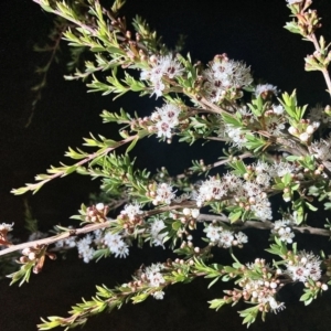 Kunzea ericoides at Wamboin, NSW - 19 Dec 2022