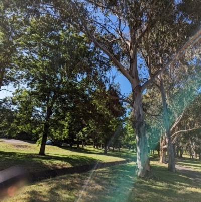 Callocephalon fimbriatum (Gang-gang Cockatoo) at Yarralumla, ACT - 19 Dec 2022 by stofbrew