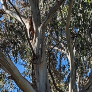 Callocephalon fimbriatum at Yarralumla, ACT - suppressed