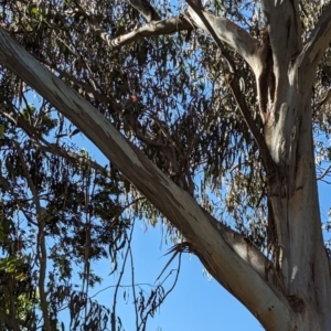 Callocephalon fimbriatum at Yarralumla, ACT - suppressed