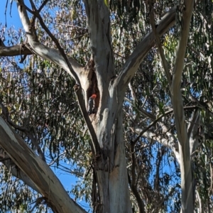 Callocephalon fimbriatum at Yarralumla, ACT - suppressed