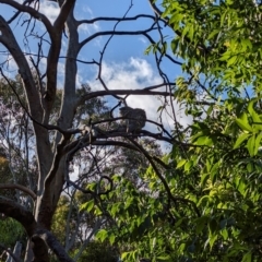 Podargus strigoides (Tawny Frogmouth) at Phillip, ACT - 14 Dec 2022 by stofbrew