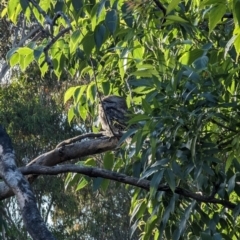 Podargus strigoides at Phillip, ACT - 14 Dec 2022 07:20 AM