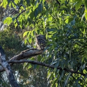 Podargus strigoides at Phillip, ACT - 14 Dec 2022 07:20 AM