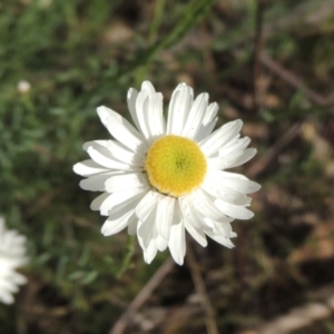 Rhodanthe anthemoides at Chisholm, ACT - 15 Oct 2022 05:18 PM