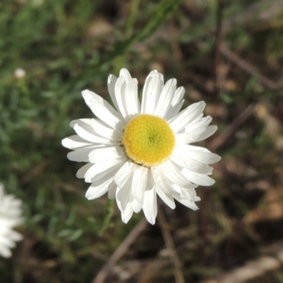 Rhodanthe anthemoides (Chamomile Sunray) at Chisholm, ACT - 15 Oct 2022 by MichaelBedingfield