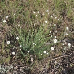 Rhodanthe anthemoides at Chisholm, ACT - 15 Oct 2022