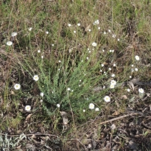 Rhodanthe anthemoides at Chisholm, ACT - 15 Oct 2022 05:18 PM