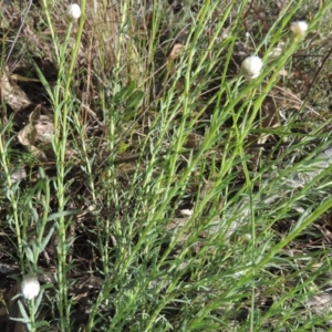 Rhodanthe anthemoides at Chisholm, ACT - 15 Oct 2022 05:18 PM