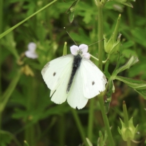 Pieris rapae at Lake George, NSW - 1 Dec 2022