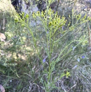 Senecio bathurstianus at Watson, ACT - 16 Dec 2022 06:03 PM