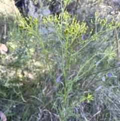 Senecio bathurstianus (Rough Fireweed) at Mount Majura - 16 Dec 2022 by JaneR