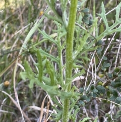 Senecio bathurstianus at Watson, ACT - 16 Dec 2022 06:03 PM