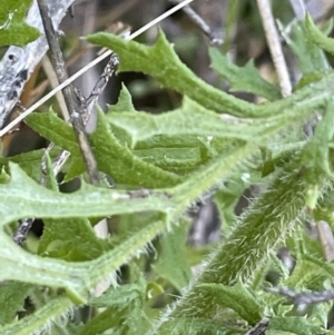 Senecio bathurstianus at Watson, ACT - 16 Dec 2022 06:03 PM