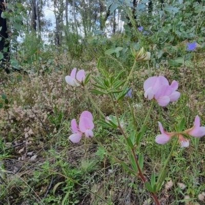 Lotus australis (Austral Trefoil) at Jerangle, NSW - 1 Jan 2022 by Csteele4