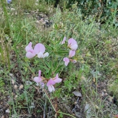 Lotus australis at Jerangle, NSW - 1 Jan 2022 04:44 PM