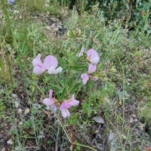 Lotus australis at Jerangle, NSW - 1 Jan 2022 04:44 PM