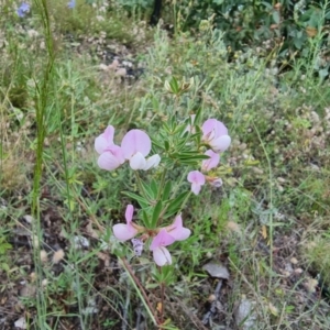 Lotus australis at Jerangle, NSW - 1 Jan 2022 04:44 PM