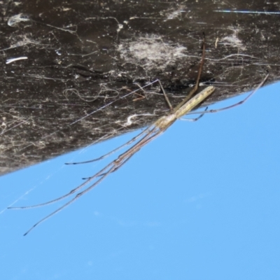 Tetragnatha sp. (genus) (Long-jawed spider) at Jerrabomberra, ACT - 18 Dec 2022 by RodDeb