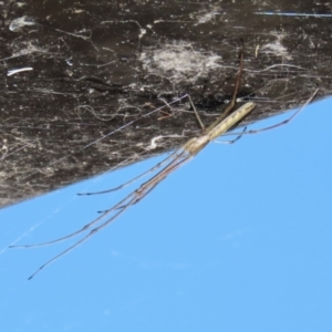 Tetragnatha sp. (genus) at Jerrabomberra, ACT - 18 Dec 2022