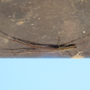 Tetragnatha sp. (genus) at Jerrabomberra, ACT - 18 Dec 2022