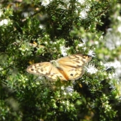 Heteronympha merope (Common Brown Butterfly) at Cook, ACT - 18 Dec 2022 by dwise