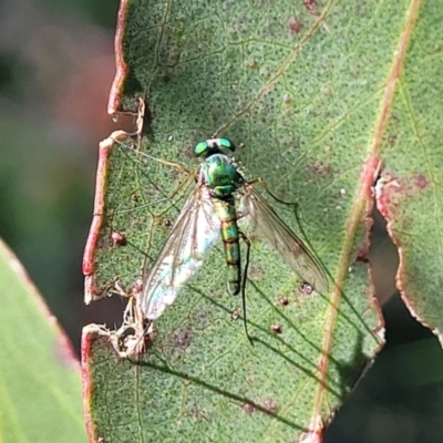 Austrosciapus sp. (genus) (Long-legged fly) at Dunlop, ACT - 19 Dec 2022 by trevorpreston