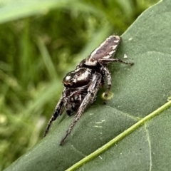 Sandalodes bipenicillatus (Double-brush jumper) at Ainslie, ACT - 27 Nov 2022 by Pirom