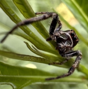 Sandalodes bipenicillatus at Ainslie, ACT - 27 Nov 2022