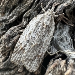 Acropolitis ergophora (A tortrix or leafroller moth) at Lake Burley Griffin West - 17 Dec 2022 by Pirom